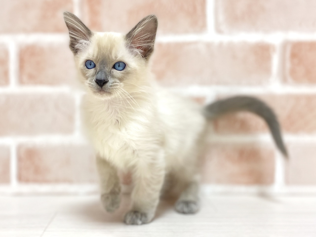 大阪府のオリエンタルロングヘア (ペッツファースト高槻店/2025年12月7日生まれ/男の子/ブルー)の子猫