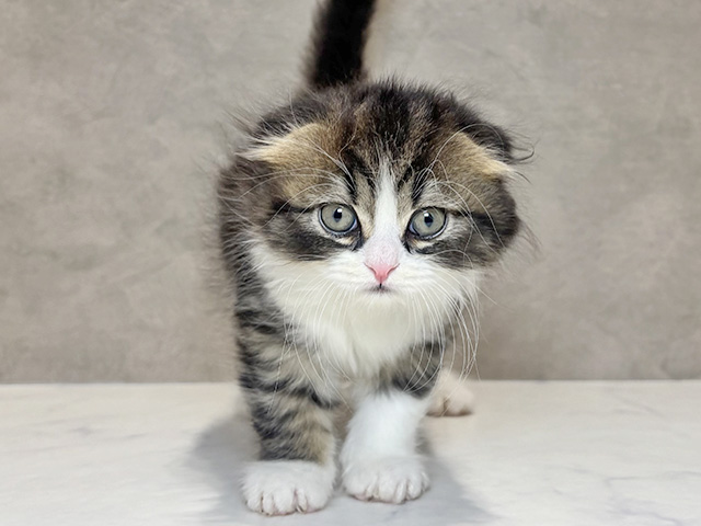 東京都のスコティッシュフォールド (ペッツファースト神楽坂店/2025年12月8日生まれ/男の子/ブラウンタビーホワイト)の子猫の1枚目の画像