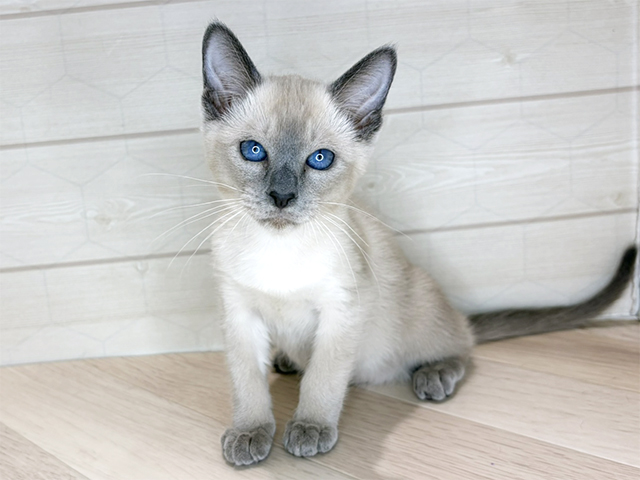 埼玉県のオリエンタルショートヘアー (ペッツファーストレイクタウン店/2025年12月5日生まれ/女の子/ブルー)の子猫の1枚目の画像