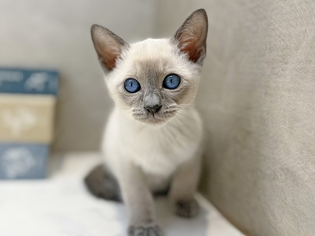 埼玉県のシャム (ペッツファースト川口店/2025年12月8日生まれ/女の子/ブルーポイント)の子猫の1枚目の画像