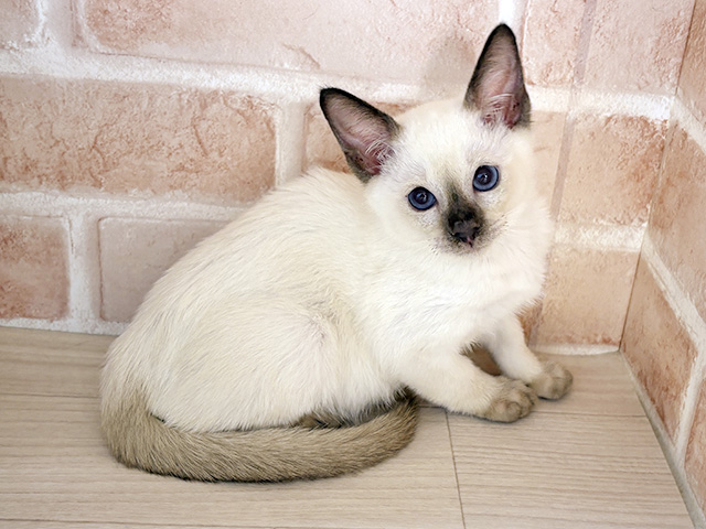 千葉県のトンキニーズ (ペッツファースト千葉ニュータウン店/2025年12月8日生まれ/女の子/チョコレートポイント)の子猫の1枚目の画像