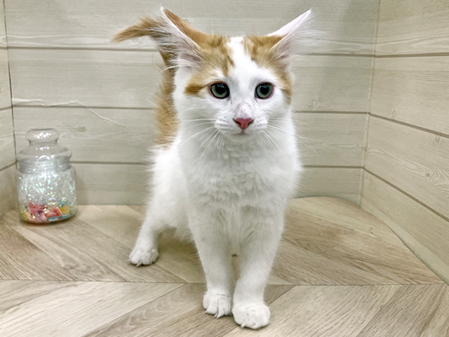 2025年12月2日生まれのノルウェージャンフォレストキャット