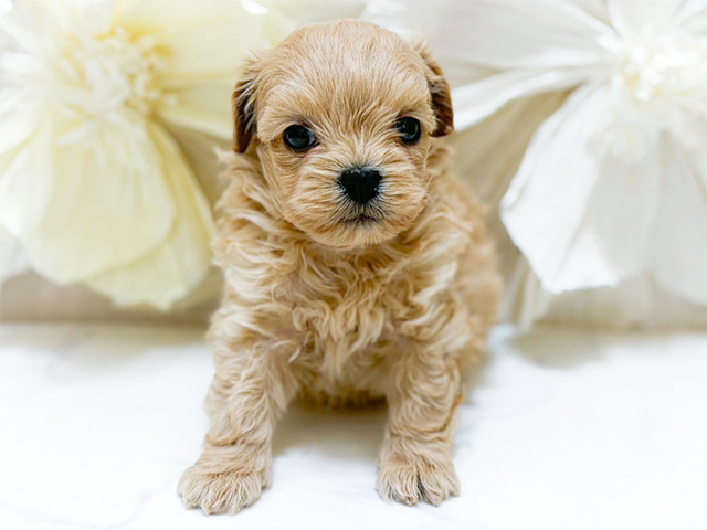 東京都のチワプー/プーチー(チワワ×プードル) (ペッツファースト恵比寿店/2025年12月10日生まれ/男の子/アプリコット)の子犬