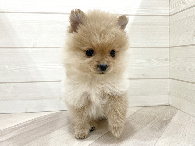 福岡県のポメプー(ポメラニアン×プードル) (ペッツファースト福岡天神店/2025年12月8日生まれ/女の子/クリーム)の子犬