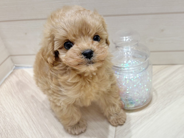 広島県のマルプー(マルチーズ×プードル) (ペッツファースト広島府中店/2025年12月9日生まれ/男の子/アプリコット)の子犬の1枚目の画像