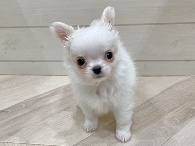 福岡県のチワワ(ロング) (ペッツファースト福岡天神店/2025年12月8日生まれ/男の子/ホワイトクリーム)の子犬の1枚目の画像