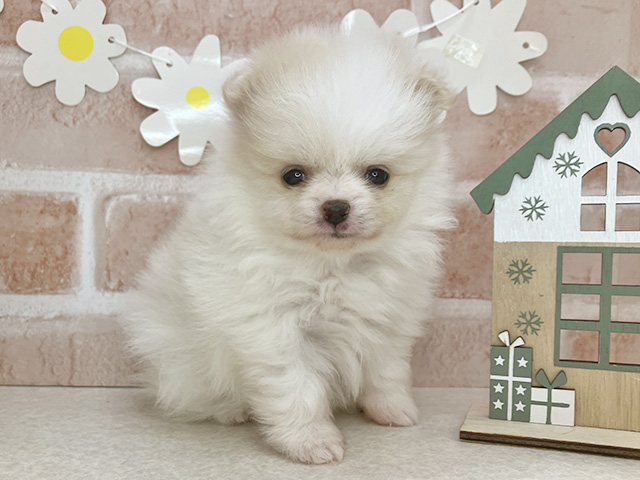 東京都のポメラニアン (ペッツファーストお台場店/2025年12月10日生まれ/女の子/クリーム)の子犬