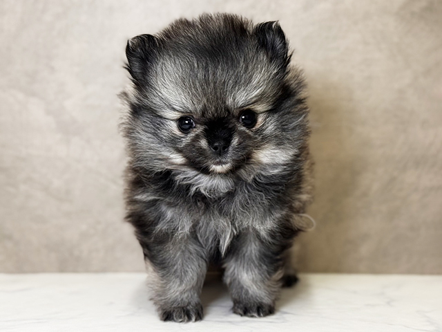 大阪府のポメチワ/チワポメ/ポメチー(ポメラニアン×チワワ) (ペッツファースト心斎橋本店/2025年12月5日生まれ/女の子/クリームセーブル)の子犬の1枚目の画像