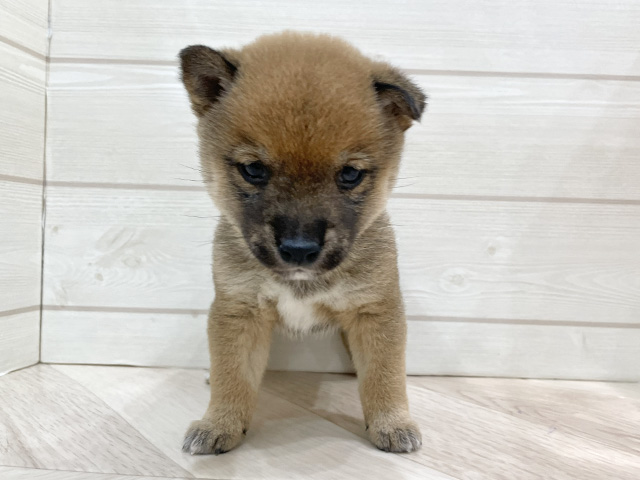 福岡県の豆柴 (ペッツファースト福岡天神店/2025年12月10日生まれ/男の子/赤)の子犬の1枚目の画像