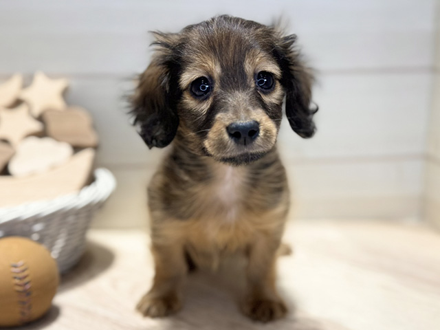 群馬県のカニンヘンダックスフンド(ロング) (ペッツファースト高崎店/2025年12月10日生まれ/女の子/シェーデットレッド)の子犬