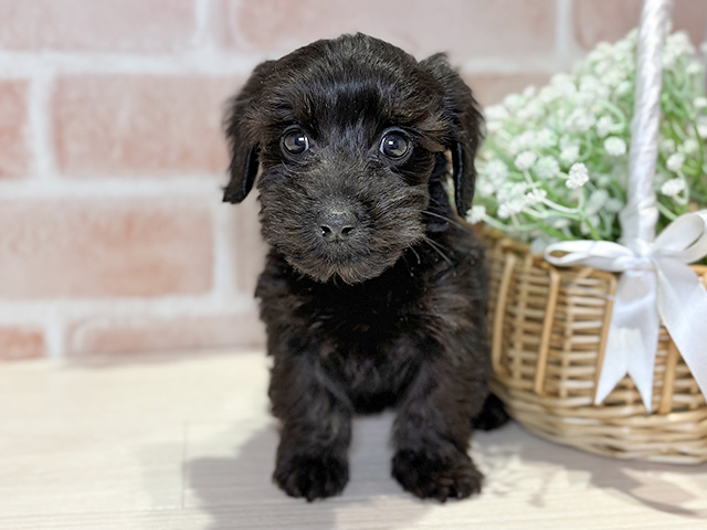岡山県のダップー(ダックス×プードル) (ペッツファースト倉敷店/2025年12月10日生まれ/女の子/ブラック)の子犬の1枚目の画像