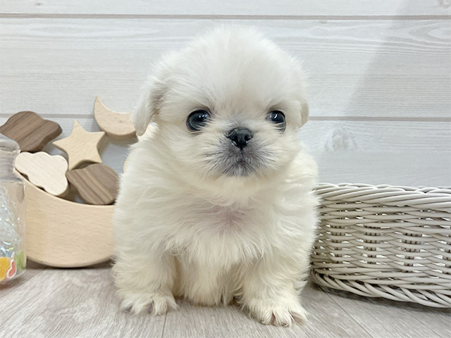 愛知県のペキニーズ (ペッツファースト大高店/2025年12月10日生まれ/女の子/ホワイト)の子犬の1枚目の画像