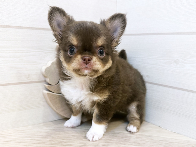 東京都のチワワ(ロング) (ペッツファースト麻布十番店/2025年12月8日生まれ/女の子/チョコレートタンホワイト)の子犬の1枚目の画像