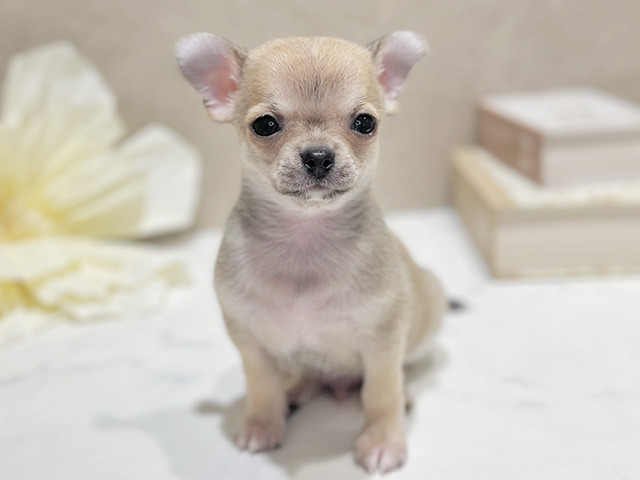 東京都のチワワ(スムース) (ペッツファースト代官山店/2025年12月10日生まれ/男の子/フォーンホワイト)の子犬