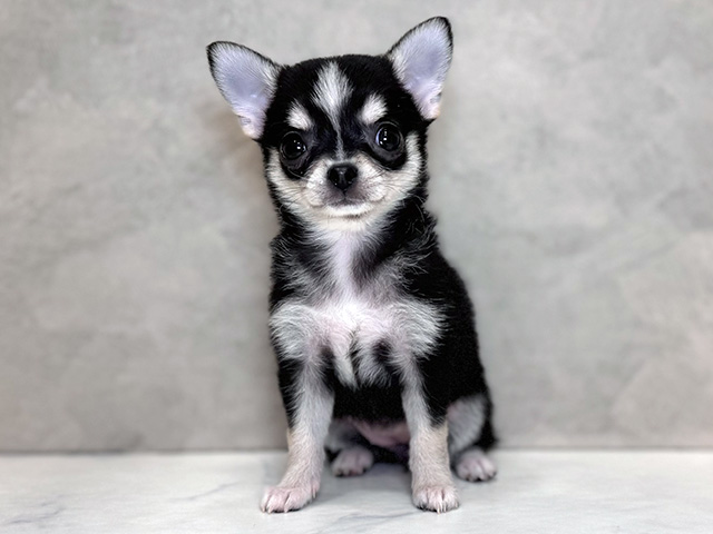 埼玉県のチワワ(スムース) (ペッツファーストPETEMOレイクタウンmori店/2025年12月10日生まれ/女の子/ブラッククリームホワイト)の子犬の1枚目の画像