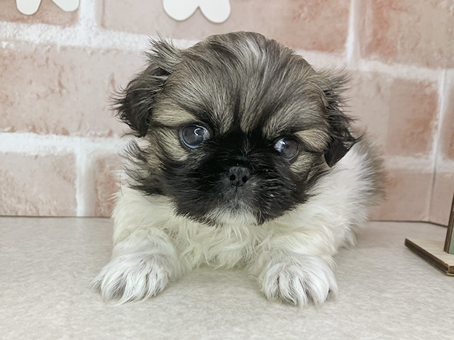 東京都のペキニーズ (ペッツファーストお台場店/2025年12月10日生まれ/女の子/パーティーカラー)の子犬の1枚目の画像