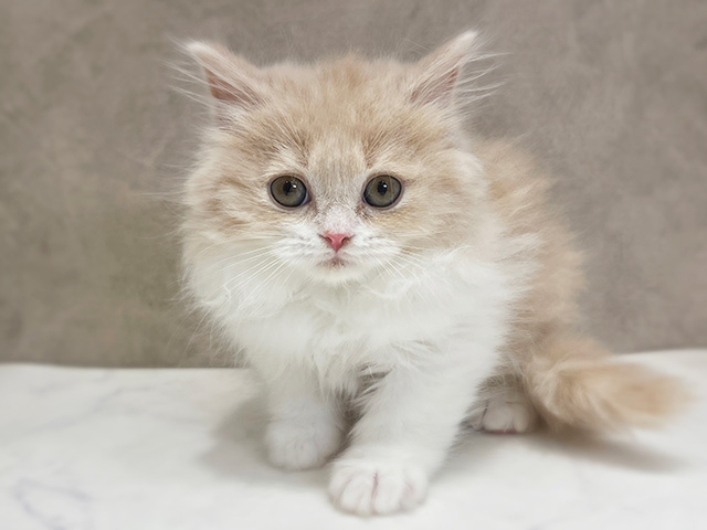 千葉県のブリティッシュロングヘアー (ペッツファーストららぽーとTOKYO-BAY店/2025年12月8日生まれ/男の子/クリームホワイト)の子猫