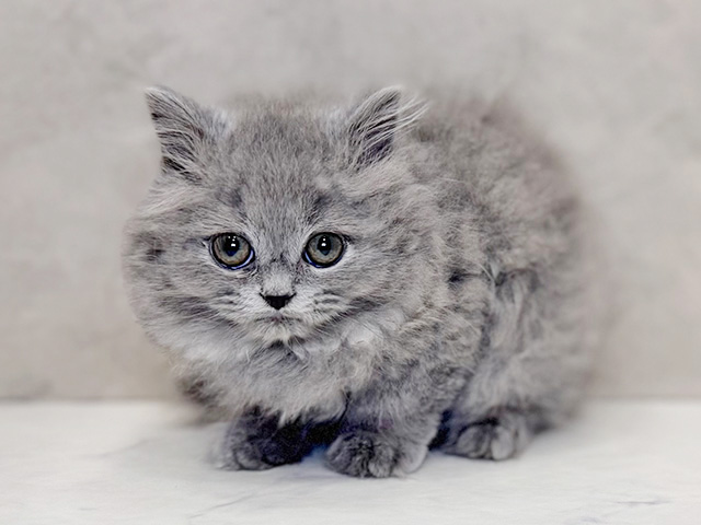 ブリティッシュ