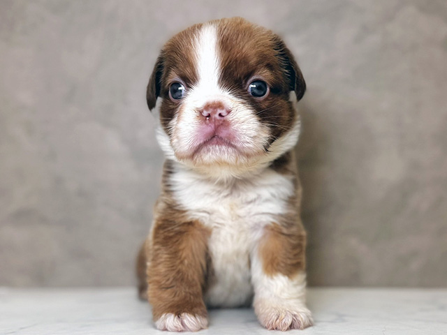 大阪府のフレンチブルドッグ (ペッツファースト心斎橋本店/2025年12月10日生まれ/女の子/イザベラタンホワイト)の子犬