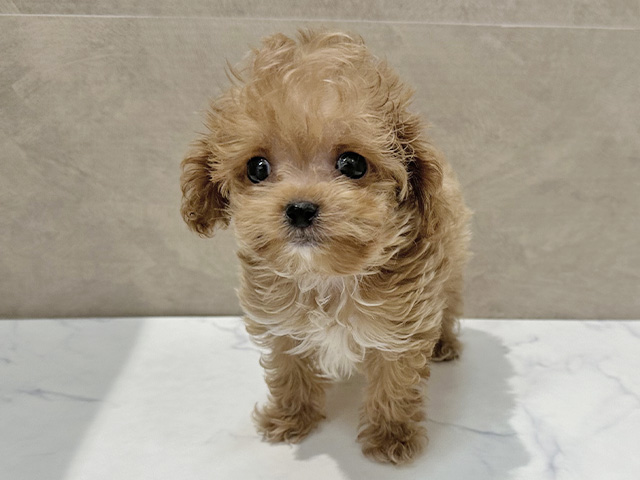福岡県のチワプー/プーチー(チワワ×プードル) (ペッツファースト福津店/2025年12月10日生まれ/男の子/アプリコット)の子犬