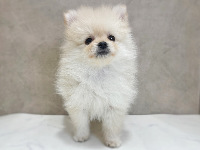 千葉県のポメラニアン (ペッツファーストららぽーとTOKYO-BAY店/2025年12月9日生まれ/女の子/クリーム)の子犬