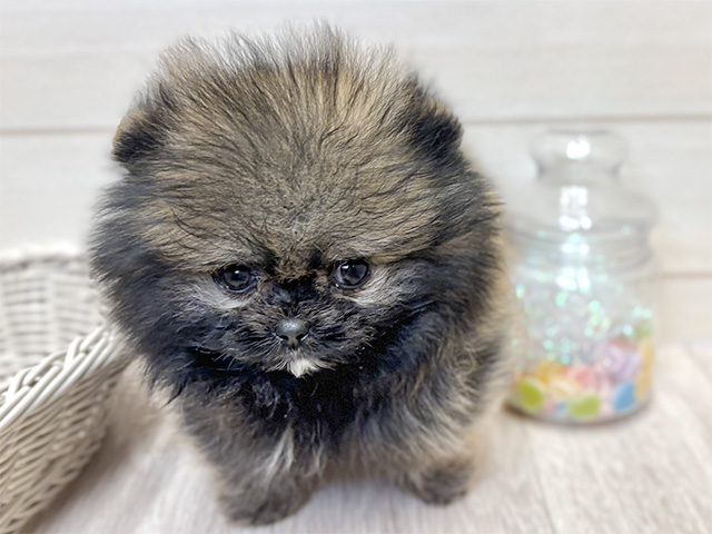 愛知県のポメラニアン (ペッツファースト大高店/2025年12月10日生まれ/男の子/ウルフセーブル)の子犬の1枚目の画像