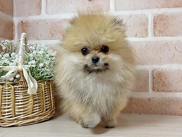 広島県のポメラニアン (ペッツファースト広島本通店/2025年12月10日生まれ/男の子/オレンジ)の子犬の1枚目の画像