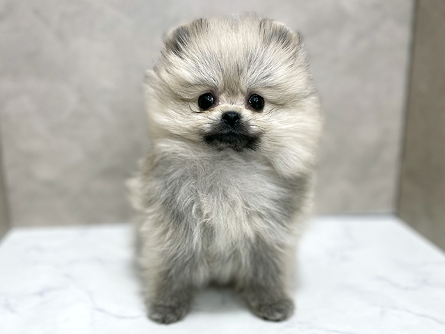 東京都のポメラニアン (ペッツファースト池袋店/2025年12月6日生まれ/男の子/クリームセーブル)の子犬