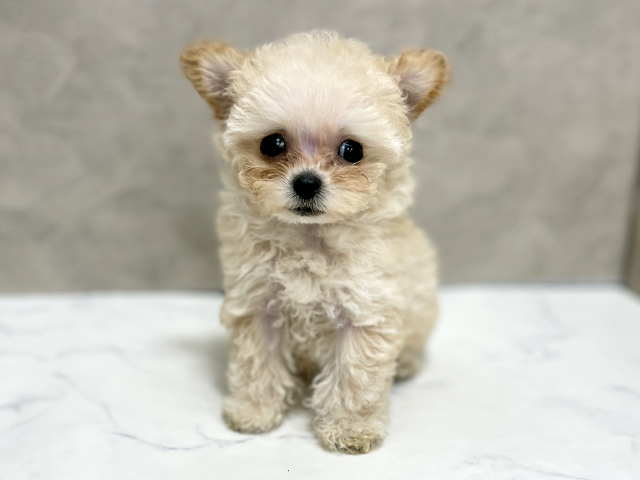 東京都のトイプードル(ティーカップ) (ペッツファースト池袋店/2025年12月7日生まれ/女の子/クリーム)の子犬