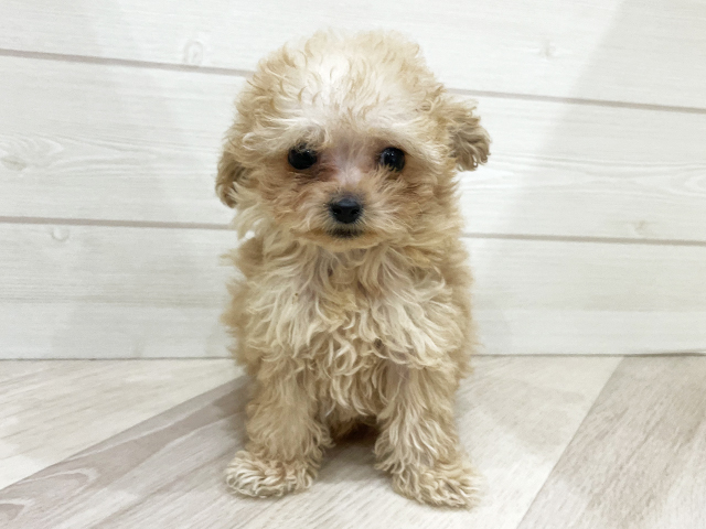 福岡県のトイプードル(ティーカップ) (ペッツファースト福岡天神店/2025年12月9日生まれ/男の子/アプリコット)の子犬の1枚目の画像