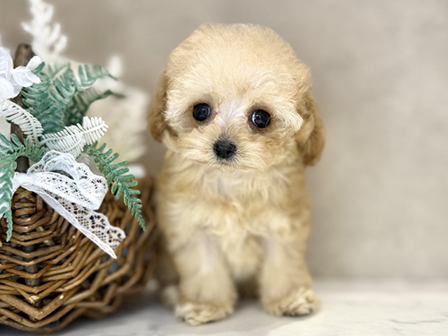 大阪府のトイプードル(ティーカップ) (ペッツファースト茶屋町店/2025年12月9日生まれ/女の子/アプリコット)の子犬の1枚目の画像
