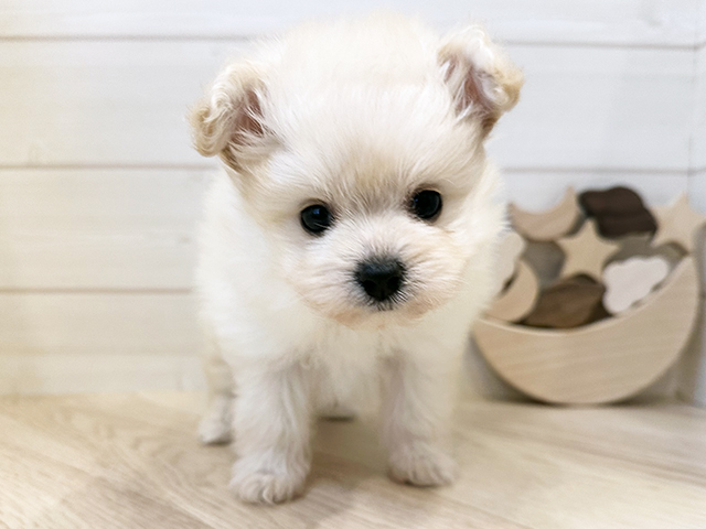 東京都のポメプー(ポメラニアン×プードル) (ペッツファースト麻布十番店/2025年12月10日生まれ/女の子/クリーム)の子犬の1枚目の画像