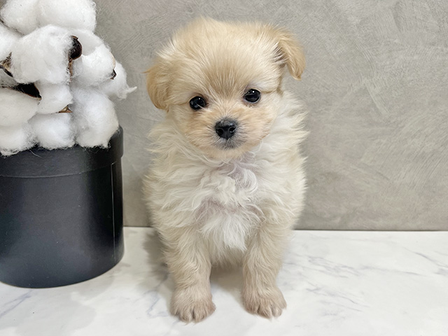 愛知県のポメプー(ポメラニアン×プードル) (ペッツファースト名古屋栄店/2025年12月10日生まれ/女の子/クリーム)の子犬の1枚目の画像