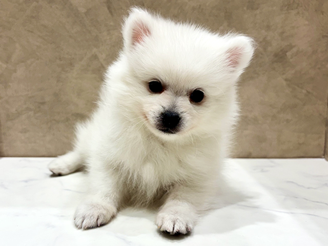 奈良県の日本スピッツ (ペッツファースト橿原店/2025年12月10日生まれ/男の子/ホワイト)の子犬