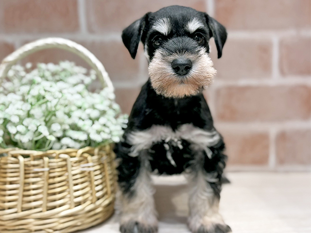 大阪府のミニチュアシュナウザー (ペッツファースト北心斎橋店/2025年12月10日生まれ/女の子/ブラックシルバー)の子犬の1枚目の画像