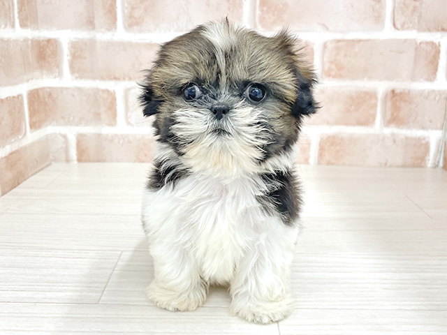 東京都のシーズー (ペッツファースト八王子多摩美大前店/2025年12月10日生まれ/女の子/ゴールドホワイト)の子犬の1枚目の画像