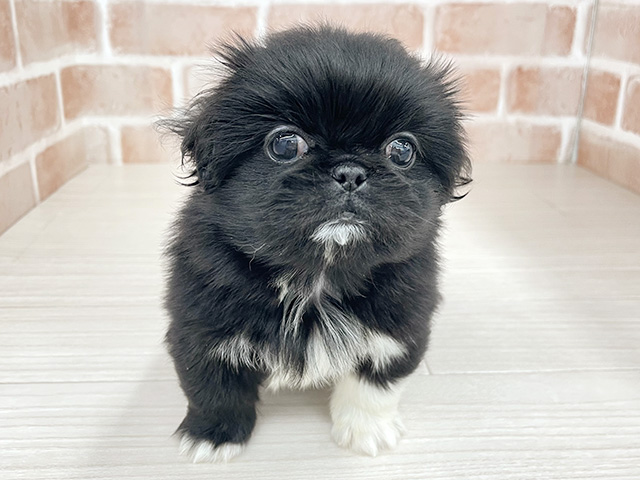 東京都のペキニーズ (ペッツファースト八王子多摩美大前店/2025年12月10日生まれ/女の子/ブラックホワイト)の子犬