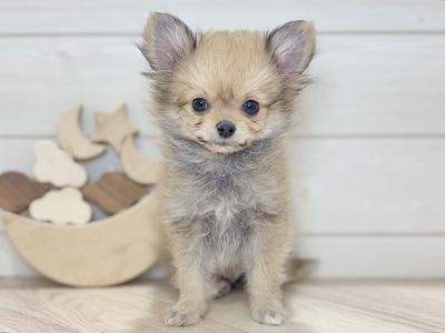 東京都のポメチワ/チワポメ/ポメチー(ポメラニアン×チワワ) (ペッツファースト吉祥寺本店/2025年11月16日生まれ/男の子/オレンジ)の子犬の1枚目の画像