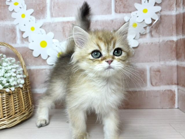 静岡県のブリティッシュロングヘアー (ペッツファースト富士南店/2025年11月28日生まれ/男の子/ブラックゴールデンシェーデット)の子猫