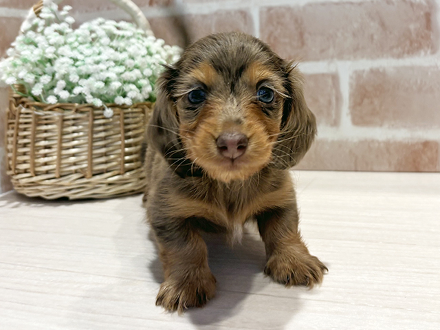 神奈川県のカニンヘンダックスフンド(ロング) (ペッツファースト横浜元町店/2025年12月11日生まれ/女の子/チョコレートダップル)の子犬