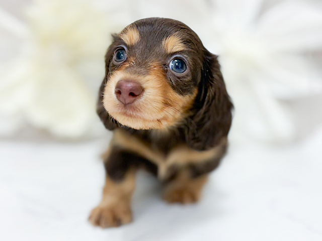 カニヘンダックスフンド