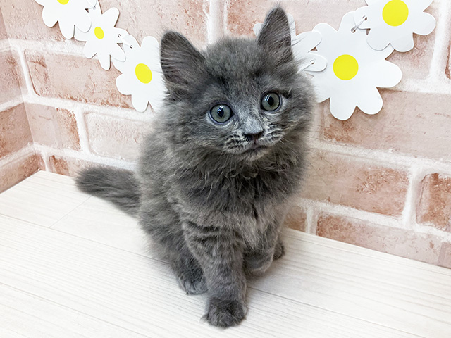 鹿児島県のサイベリアン (ペッツファースト鹿児島店/2025年12月11日生まれ/男の子/ブルー)の子猫の1枚目の画像