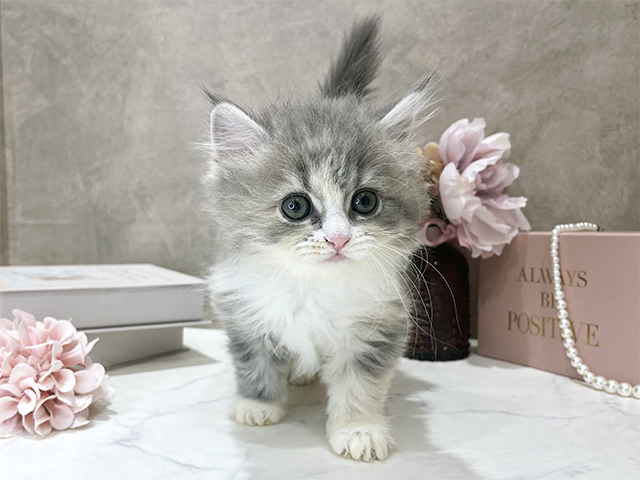 東京都のサイベリアン (ペッツファースト新宿店/2025年12月11日生まれ/女の子/ダイリュートキャリコ)の子猫