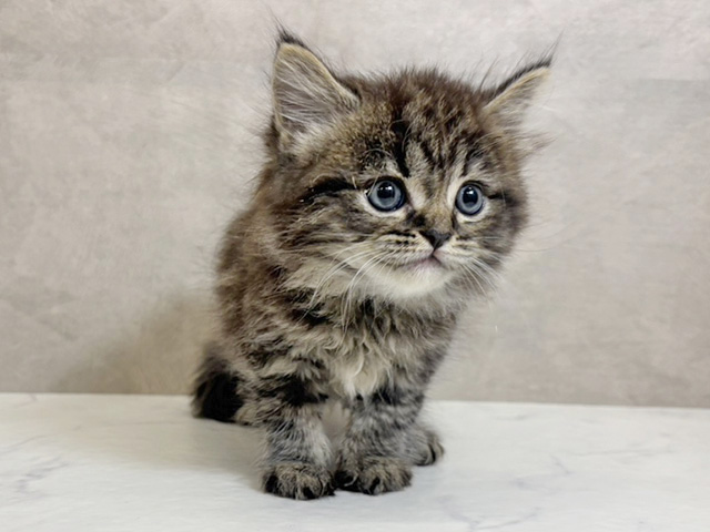 2025年12月11日生まれのサイベリアン