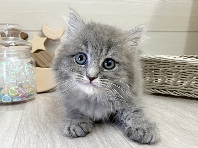 愛知県のサイベリアン (ペッツファースト大高店/2025年12月11日生まれ/女の子/ブルータビー)の子猫