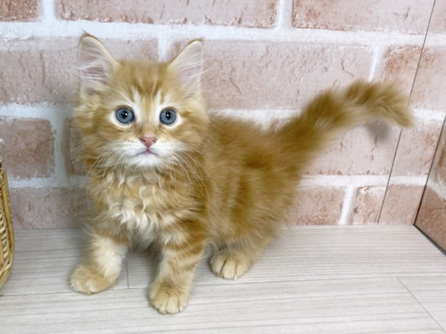 広島県のサイベリアン (ペッツファースト広島本通店/2025年12月11日生まれ/男の子/レッドタビー)の子猫の1枚目の画像