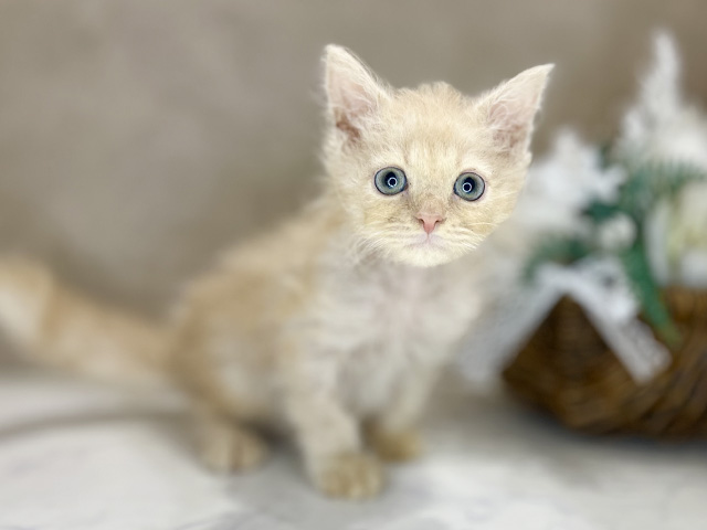 大阪府のセルカークレックス (ペッツファースト茶屋町店/2025年12月11日生まれ/男の子/クリームタビー)の子猫の1枚目の画像