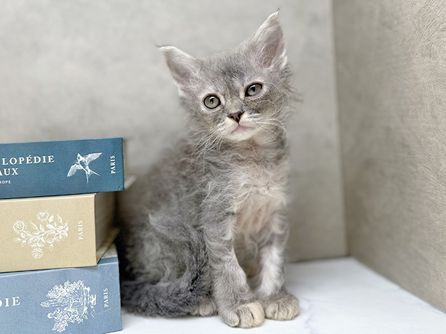 埼玉県のセルカークレックス (ペッツファースト川口店/2025年12月11日生まれ/女の子/ブルーパッチドタビー)の子猫の1枚目の画像