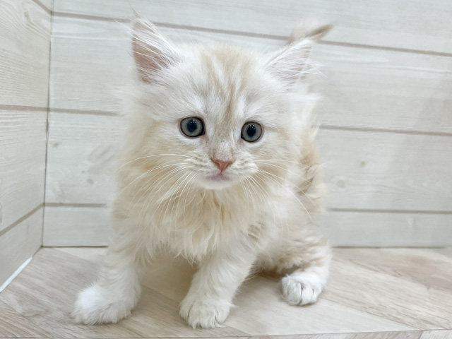 福岡県のサイベリアン (ペッツファースト福岡天神店/2025年12月10日生まれ/男の子/クリームカメオタビー)の子猫の1枚目の画像
