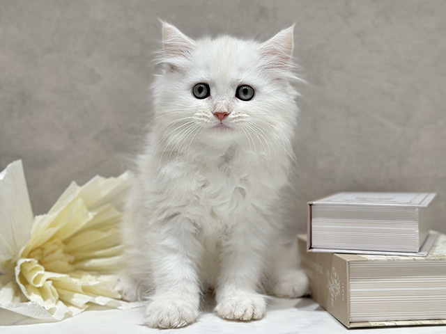 東京都のサイベリアン (ペッツファースト代官山店/2025年12月10日生まれ/女の子/クリームカメオタビー)の子猫